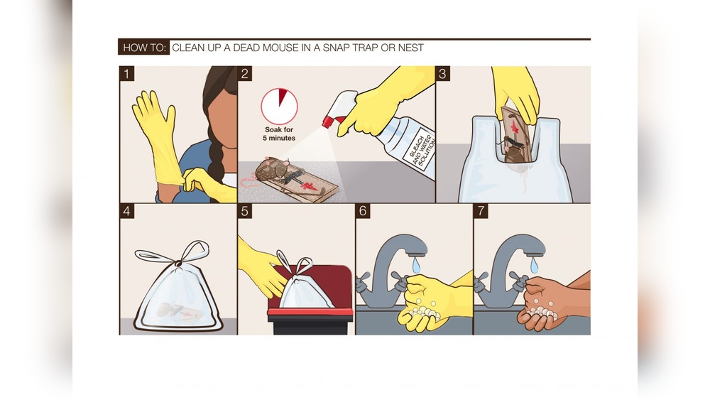 Are Clorox Wipes Ok For Cleaning Up After Mice