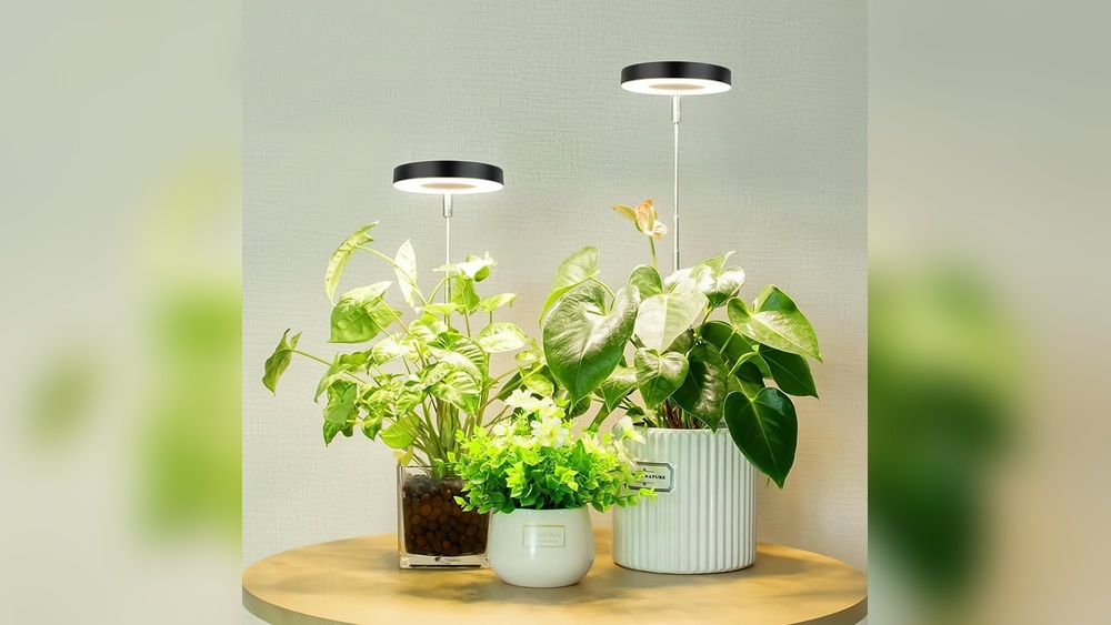 Can A Desk Lamp Help Plants Grow 2