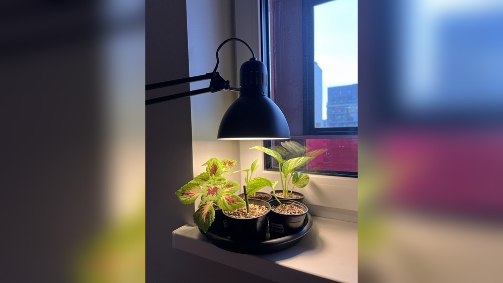 Can I Use A Desk Lamp For My Plants