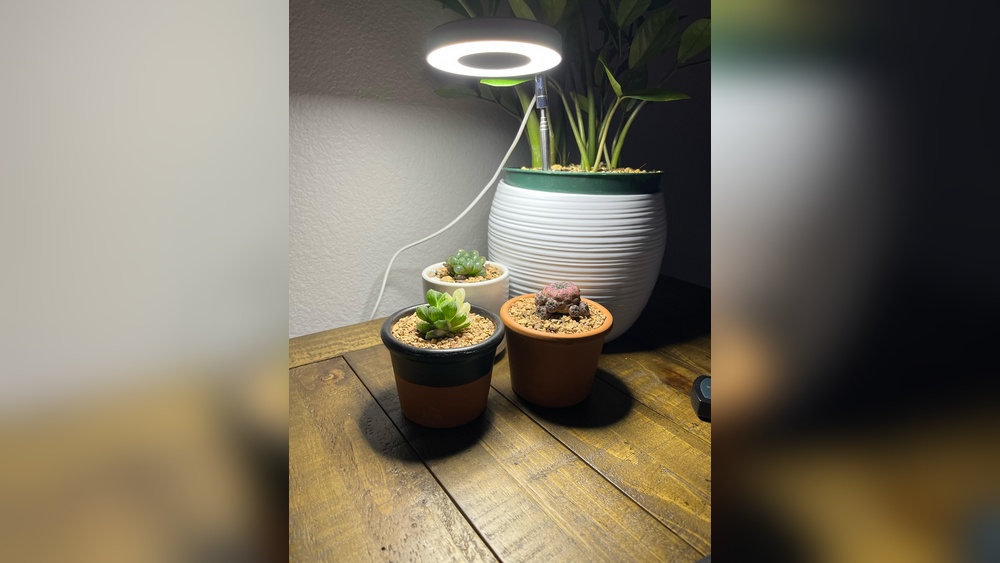 Can Plants Grow Under A Desk Lamp