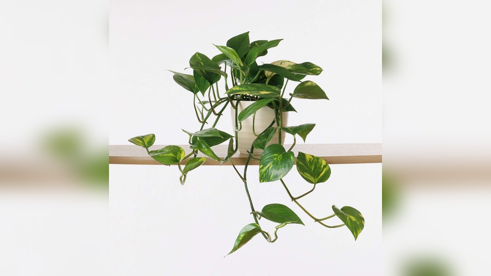 Good Desk Plants That Don T Need Sunlight