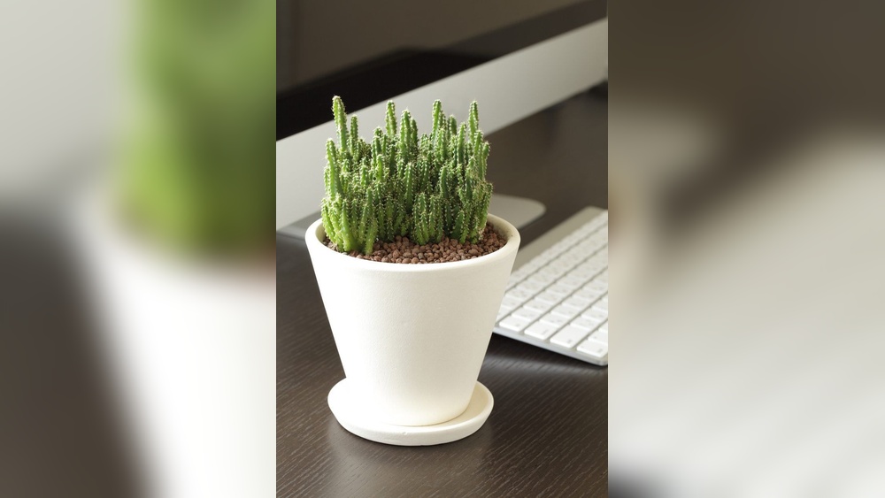 How To Take Care Of Desk Plant