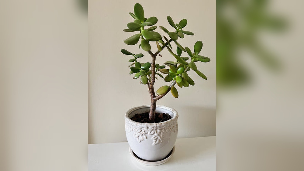Is Jade Plant Good For Office Desk