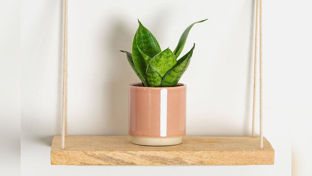 What Is A Good Small Desk Plant