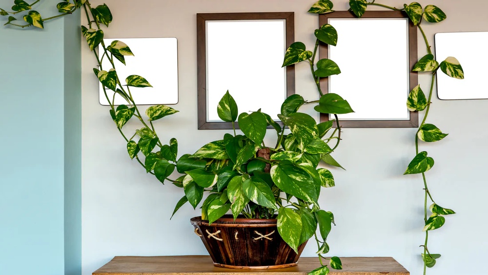 Where To Keep Money Plant On Office Desk