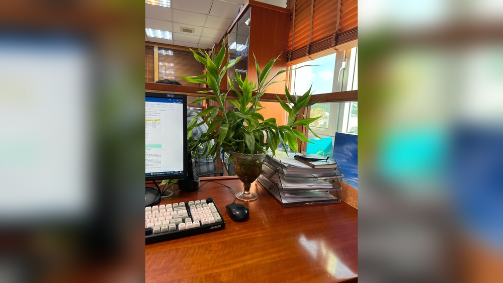 Where To Place Bamboo Plant In Office Desk