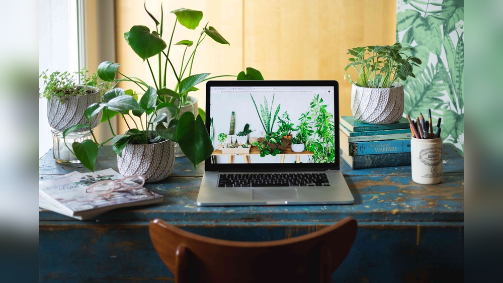 Which Indoor Plant Is Good For Office Desk