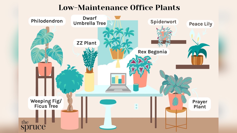 Which Plant Is Good For Office Desk