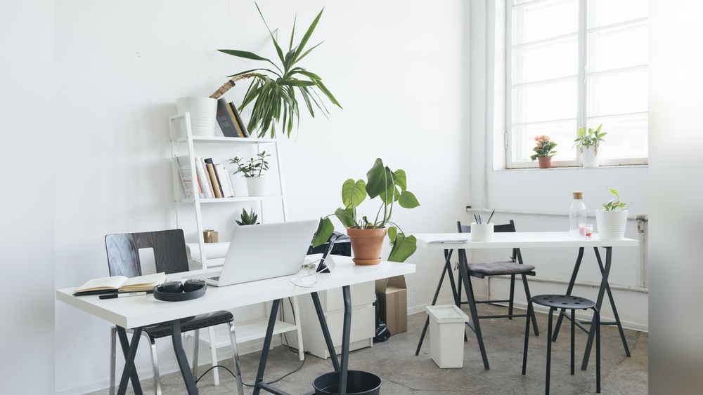 Which Plant Is Good To Keep In Office Desk