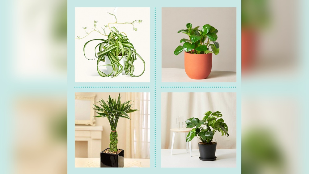 Which Plant Should Be Kept In Office